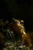 Young Frog - Photo
