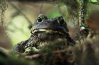 Wise Toad Photo Print