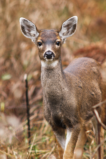 Being Seen by a Deer