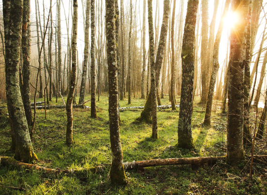 Dawn in the Alder Grove